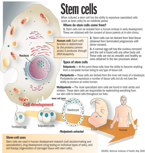 Studying stem cells may help explain how serious conditions such as birth 